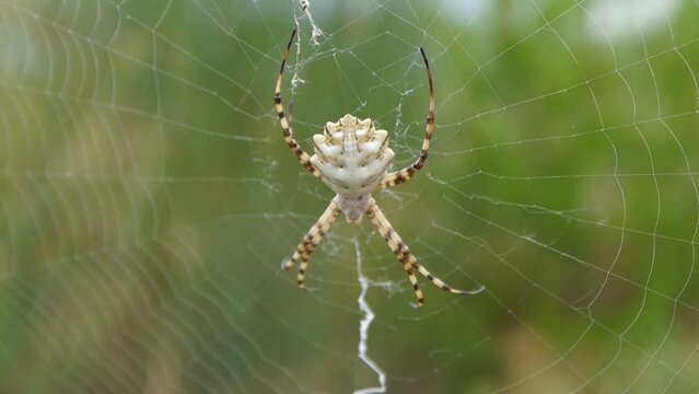 Mediterranean spider captured in Greece. Close-up of a colorful, large spider resting in the middle of its web.