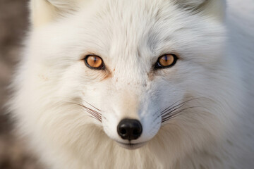 Bright white fox.