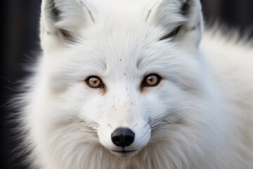 Bright white fox.