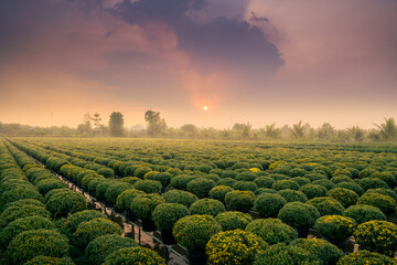 view of Sa Dec flower garden in Dong Thap province, Vietnam. It's famous in Mekong Delta, preparing...