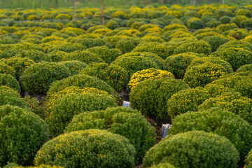 view of Sa Dec flower garden in Dong Thap province, Vietnam. It's famous in Mekong Delta, preparing transport flowers to the market for sale in Tet holiday.