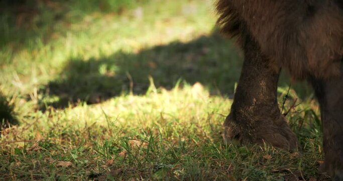 Close up of legs of European Bison Or Bison Bonasus, Also Known As Wisent Or European Wood Bison In Forest.