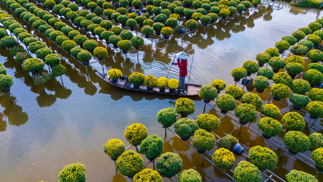 Aerial view of Sa Dec flower garden in Dong Thap province, Vietnam. It's famous in Mekong Delta, preparing transport flowers to the market for sale in Tet holiday.