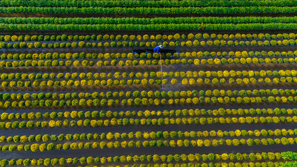 Aerial view of Sa Dec flower garden in Dong Thap province, Vietnam. It's famous in Mekong Delta,...