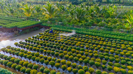 Aerial view of Sa Dec flower garden in Dong Thap province, Vietnam. It's famous in Mekong Delta, preparing transport flowers to the market for sale in Tet holiday.