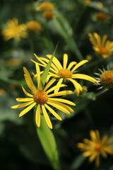 Senecio ovatus, tall yellow flower in the forest in summer