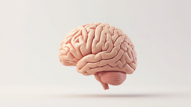 3d rendered illustration of a human brain on white background