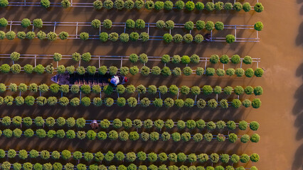 Aerial view of Sa Dec flower garden in Dong Thap province, Vietnam. It's famous in Mekong Delta, preparing transport flowers to the market for sale in Tet holiday.