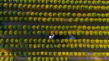 Aerial view of Sa Dec flower garden in Dong Thap province, Vietnam. It's famous in Mekong Delta, preparing transport flowers to the market for sale in Tet holiday.