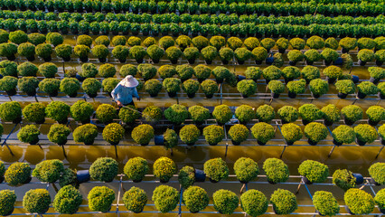 Aerial view of Sa Dec flower garden in Dong Thap province, Vietnam. It's famous in Mekong Delta,...