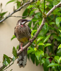 A red wattlebird (Anthochaera carunculata), the second largest honeyeater in Australia, perches on a branch in Melbourne, Australia.