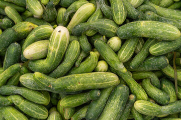 Cucumbers top view, greenhouse cucumbers, long cucumbers, vegetables harvest, food background