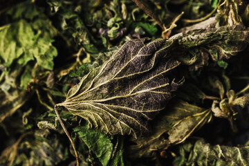 Dry nettle background. Nettle leaves texture. Dry herb tea background. Medicinal plant organic...