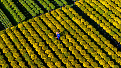 Aerial view of Cho Lach flower garden in Ben Tre, Vietnam. It's famous in Mekong Delta, preparing...