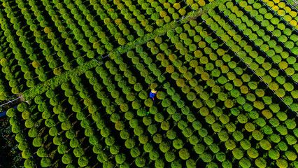 Aerial view of Cho Lach flower garden in Ben Tre, Vietnam. It's famous in Mekong Delta, preparing...