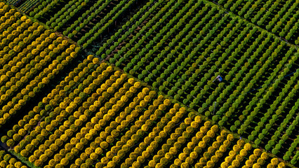 Aerial view of Cho Lach flower garden in Ben Tre, Vietnam. It's famous in Mekong Delta, preparing...