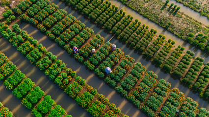 Aerial view of My Phong flower garden in My Tho, Vietnam. It's famous in Mekong Delta, preparing transport flowers to the market for sale in Tet holiday