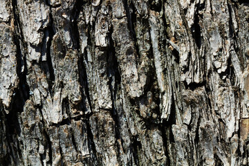Textura de corteza de un árbol. Vista de frente y de cerca. Macro