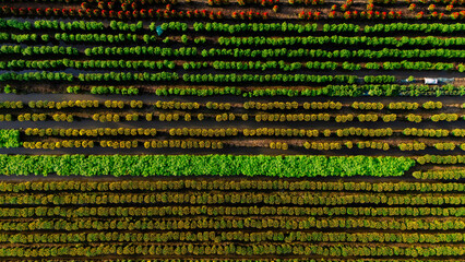 Aerial view of My Phong flower garden in My Tho, Vietnam. It's famous in Mekong Delta, preparing transport flowers to the market for sale in Tet holiday