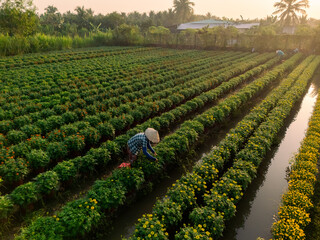Aerial view of My Phong flower garden in My Tho, Vietnam. It's famous in Mekong Delta, preparing...