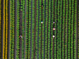 Aerial view of My Phong flower garden in My Tho, Vietnam. It's famous in Mekong Delta, preparing transport flowers to the market for sale in Tet holiday