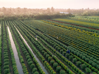 Fototapeta na wymiar Aerial view of My Phong flower garden in My Tho, Vietnam. It's famous in Mekong Delta, preparing transport flowers to the market for sale in Tet holiday