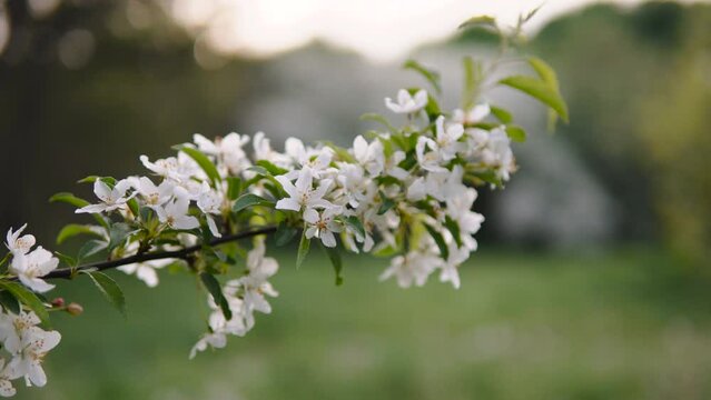 Blooming isolated branch of fruit tree in white flowers in spring. Dawn in garden in calm weather and slight movement of leaves from wind.