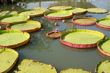A large green lotus leaf in a pond