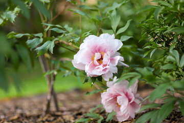 pink and white rose