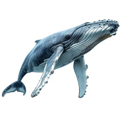Humpback whales isolated on a white background or transparent. 3d render