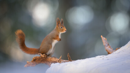Cute Norwegian Red squirrel (Sciurus vulgaris) in snow