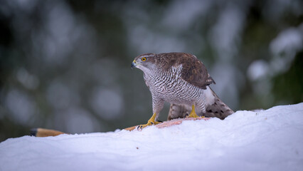 Northern goshawk (Accipiter gentilis) in forest in winter