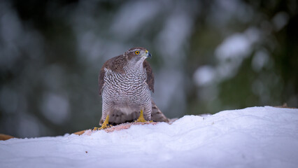 Northern goshawk (Accipiter gentilis) in forest in winter