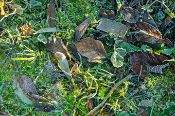 background of frozen leaves as harmonic stillife background in wintertime