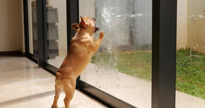 Jet of water splashes on glass door, small puppy tries unsuccessfully to catch it from inside. Slow motion shot of very young and playful French Bulldog, who is teased by owner