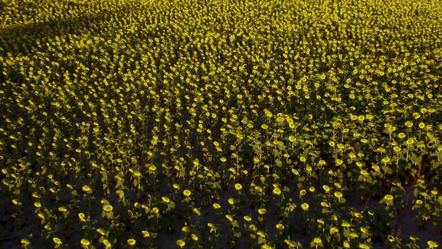 vista aerea y en movimiento de una gr&aacute;n extensi&oacute;n de un campo de  girasoles