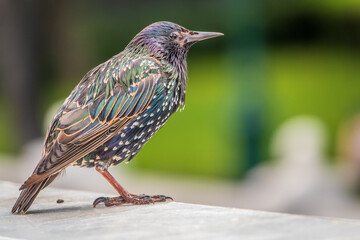 The common starling or Sturnus vulgaris or the European starling. Sitting on the fence in the garden in springtime.