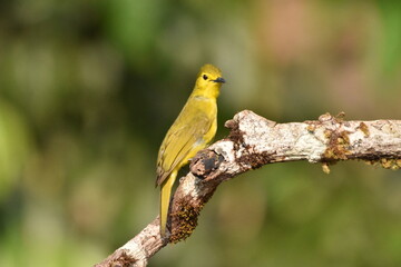 Yellow browed bulbull 