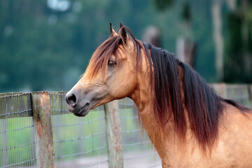 Obraz premium Portrait of a Horse