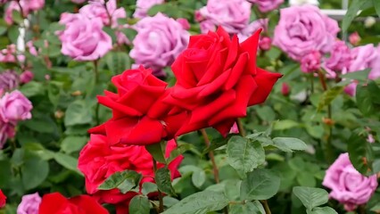 Roses red pink and white a flower bed on a sunny summer day.