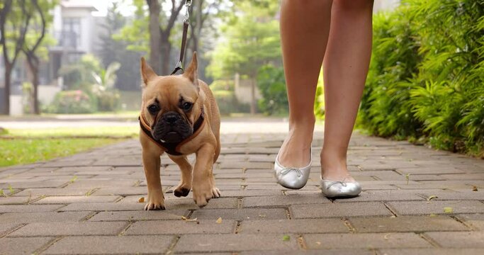 Young puppy is walking with its owner woman on leash in street. Curious and timid young French Bulldog slows down and looks away, distracted by something, then turns and runs again next to owner