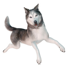 3D Rendering Siberian Husky on White