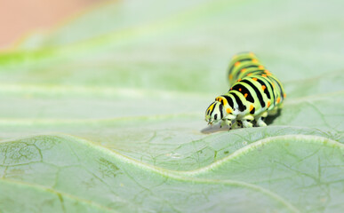 Green caterpillar closeup on a cabbage leaf. Black Swallowtail Caterpillar, Papilio polyxenes...