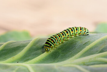 Green caterpillar closeup on a cabbage leaf. Black Swallowtail Caterpillar, Papilio polyxenes crawling on a green leaf macro
