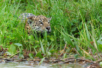Jaguar (Panthera onca) hunting along the riverbank in the Northern Pantanal in Mata Grosso in Brazil