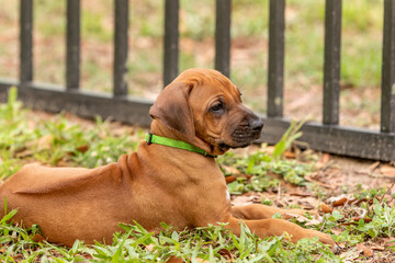 portrait of a dog