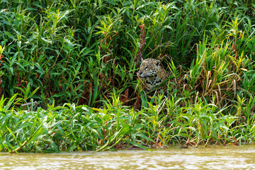 Jaguar (Panthera onca) hunting along the riverbank in the Northern Pantanal in Mata Grosso in Brazil