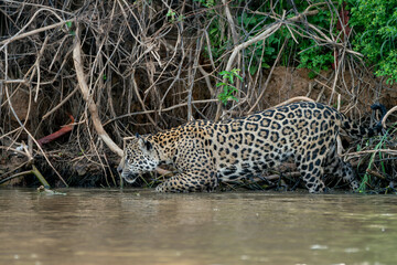 Jaguar (Panthera onca) hunting along the riverbank in the Northern Pantanal in Mata Grosso in Brazil