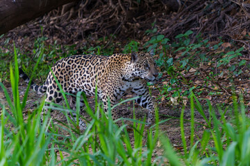 Jaguar (Panthera onca) hunting along the riverbank in the Northern Pantanal in Mata Grosso in Brazil