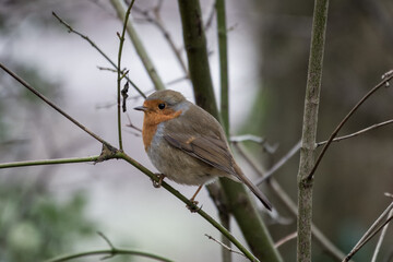 Robin red breast Erithacus rubecula perched in a tree